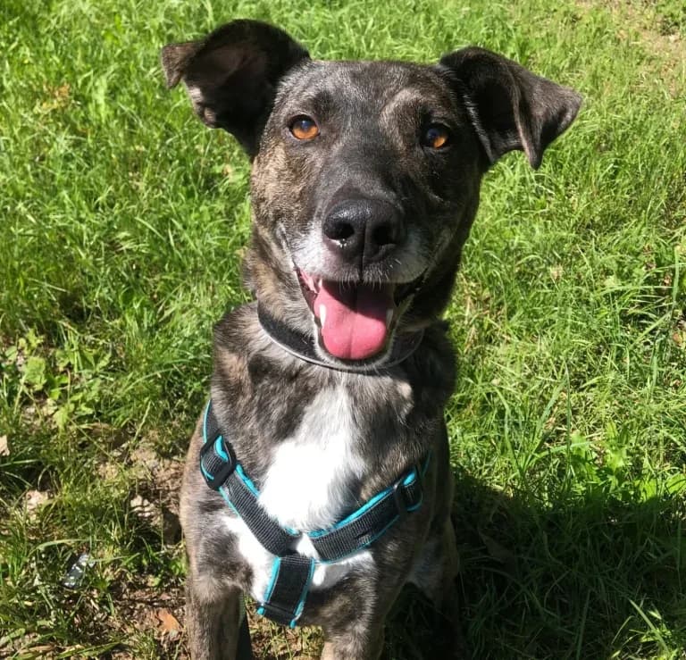 Carlos, brindle male Mixed Breed for adoption at Tierheim Arche Noah, Graz — photo 3 of 4