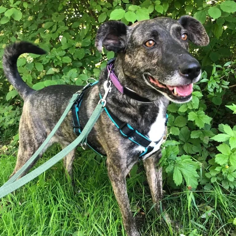 Carlos, brindle male Mixed Breed for adoption at Tierheim Arche Noah, Graz — photo 4 of 4