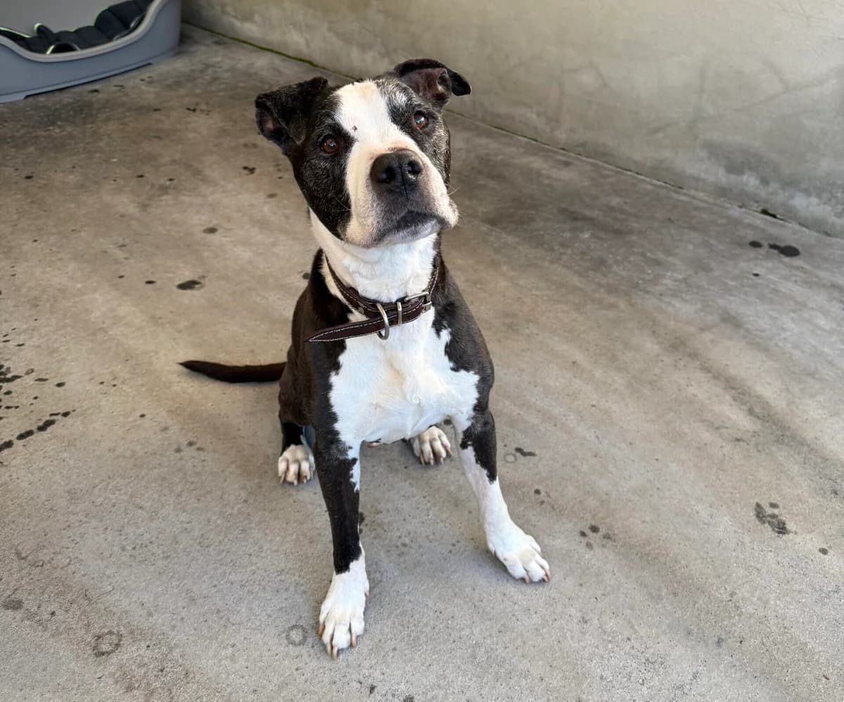 Chicco,  senior Staffordshire Bull Terrier for adoption at Landestierschutzverein Steiermark, Graz