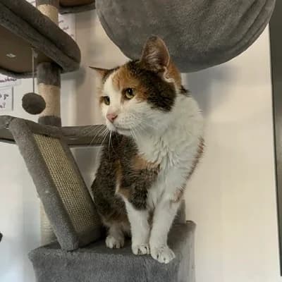 Chili, female mixed breed for adoption at Vorarlberger Tierschutzheim