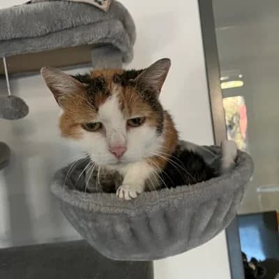 Chili, brown tabby female mixed breed for adoption at Tierheim Dornbirn, Dornbirn — photo 2 of 2