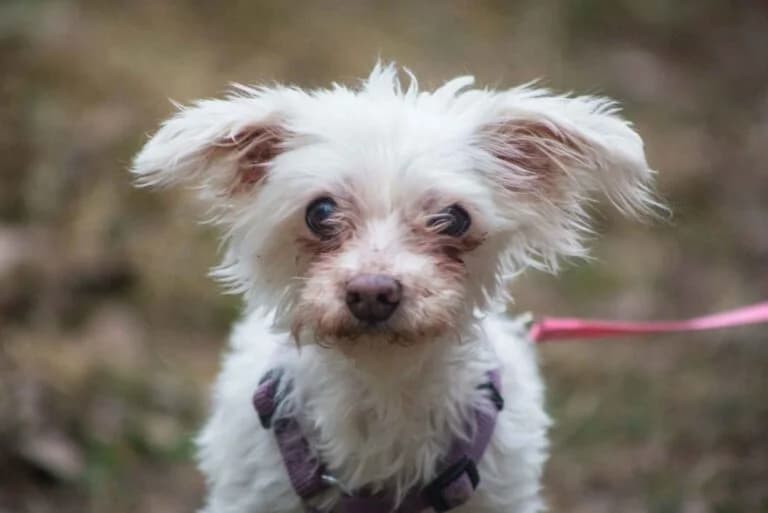 Cindy, Maltese (Tierschutz Austria)