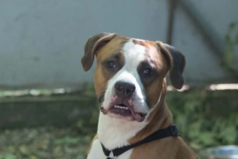 CJ, Mixed Breed (Wiener Tierschutzverein)