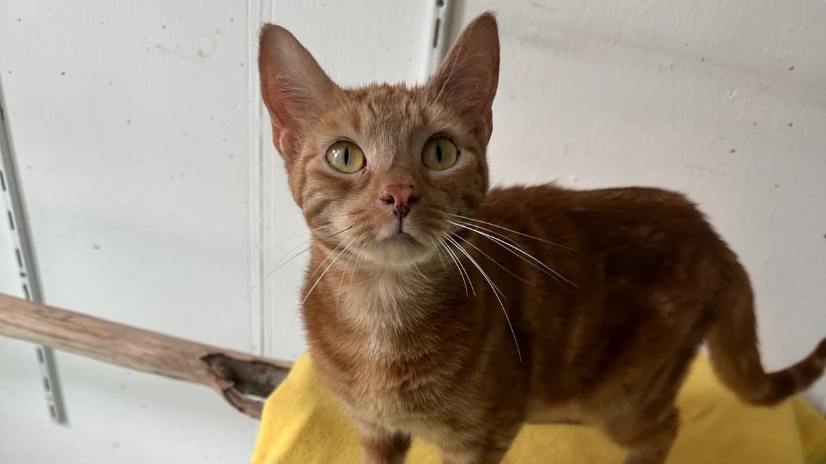 Die rote Emina photo 2