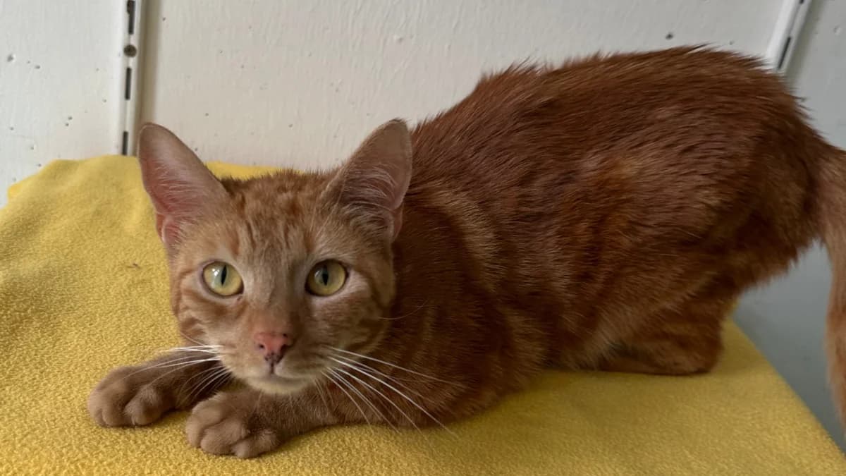 Die rote Emina photo 5