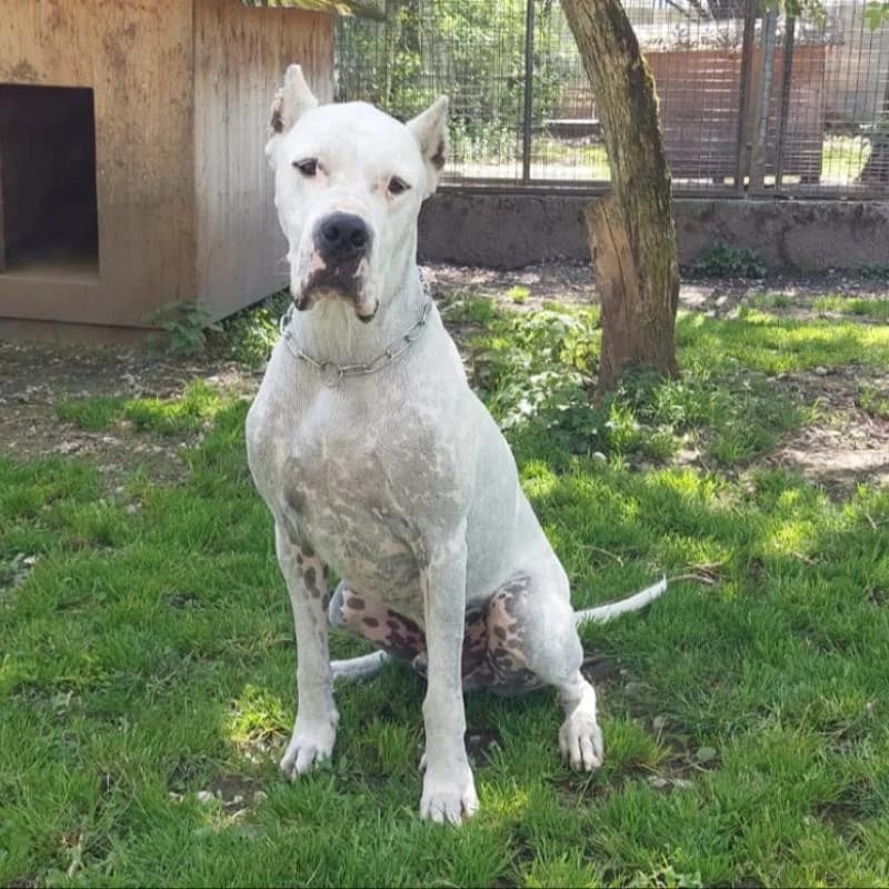 Dogo Mambo,  (Tierheim Salzburg)