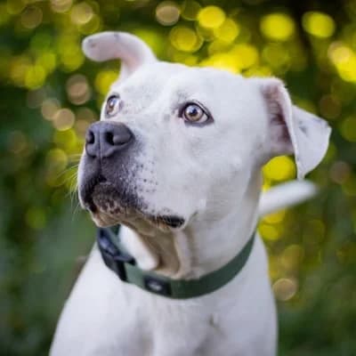 Dusty, male American Staffordshire Terrier for adoption at Tierheim Dornbirn, Dornbirn