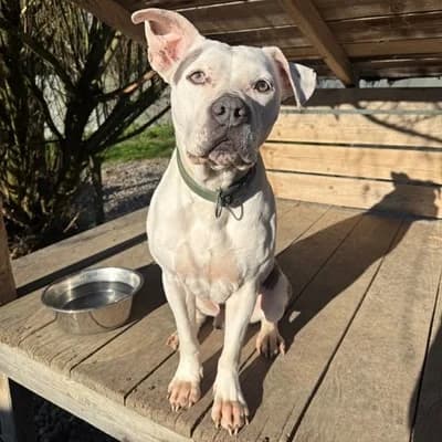 Dusty, white male American Staffordshire Terrier for adoption at Tierheim Dornbirn, Dornbirn — photo 2 of 6