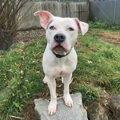 Dusty, white male American Staffordshire Terrier for adoption at Tierheim Dornbirn, Dornbirn — photo 3 of 6