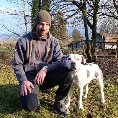 Dusty, white male American Staffordshire Terrier for adoption at Tierheim Dornbirn, Dornbirn — photo 4 of 6