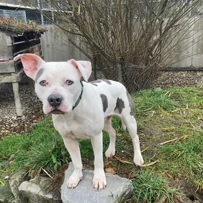Dusty, white male American Staffordshire Terrier for adoption at Tierheim Dornbirn, Dornbirn — photo 5 of 6