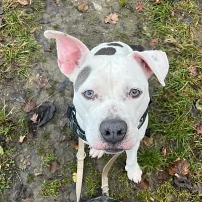 Dusty, white male American Staffordshire Terrier for adoption at Tierheim Dornbirn, Dornbirn — photo 6 of 6