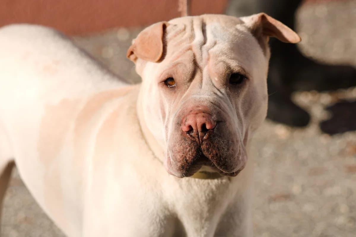 Dutch, male mixed breed for adoption at Landestierschutzverein Steiermark, Graz