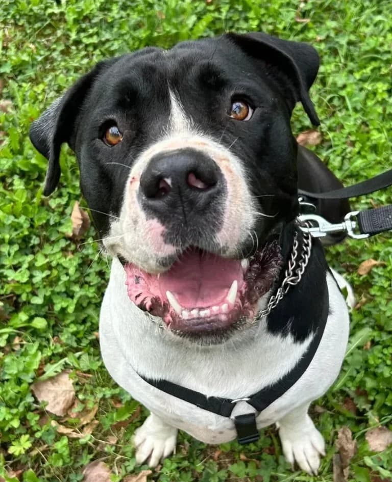 Eddie,  Mixed Breed for adoption at Tierheim Arche Noah, Graz