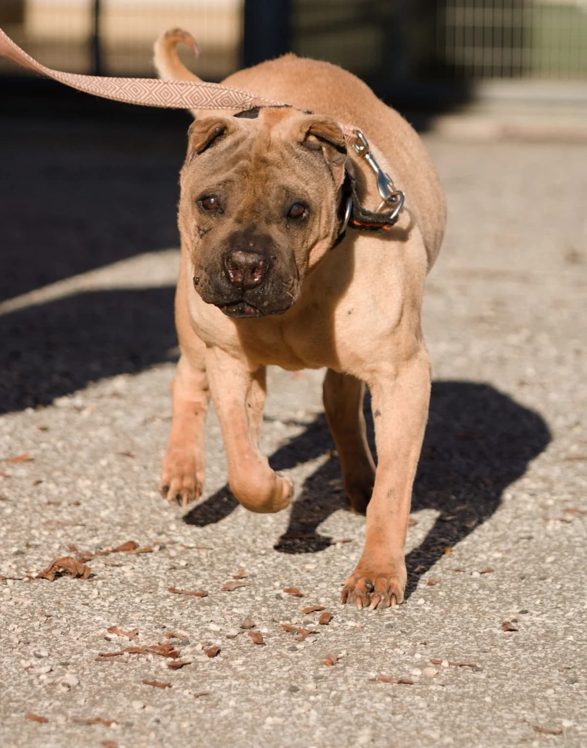 Eileen, female mixed breed for adoption at Landestierschutzverein Steiermark, Graz