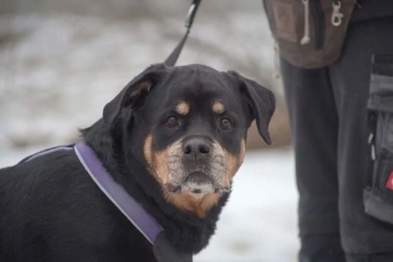 Enya, Rottweiler (Tierschutz Austria)
