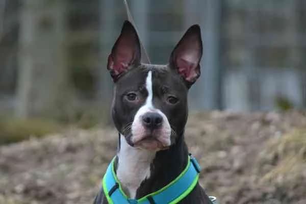 Fanny, American Staffordshire Terrier (Tierschutzverein St. Pölten)