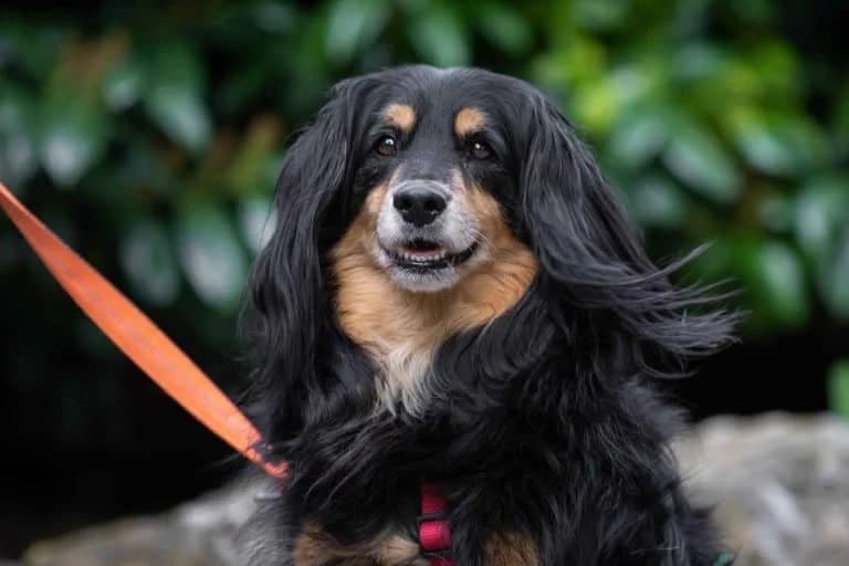 Gismo, Mixed Breed (Tierschutz Austria)