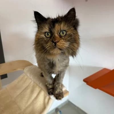 Göggile, female senior mixed breed for adoption at Tierheim Dornbirn, Dornbirn