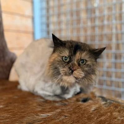 Göggile, brown tabby female mixed breed for adoption at Tierheim Dornbirn, Dornbirn — photo 2 of 3