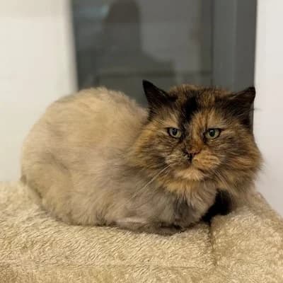 Göggile, brown tabby female mixed breed for adoption at Tierheim Dornbirn, Dornbirn — photo 3 of 3