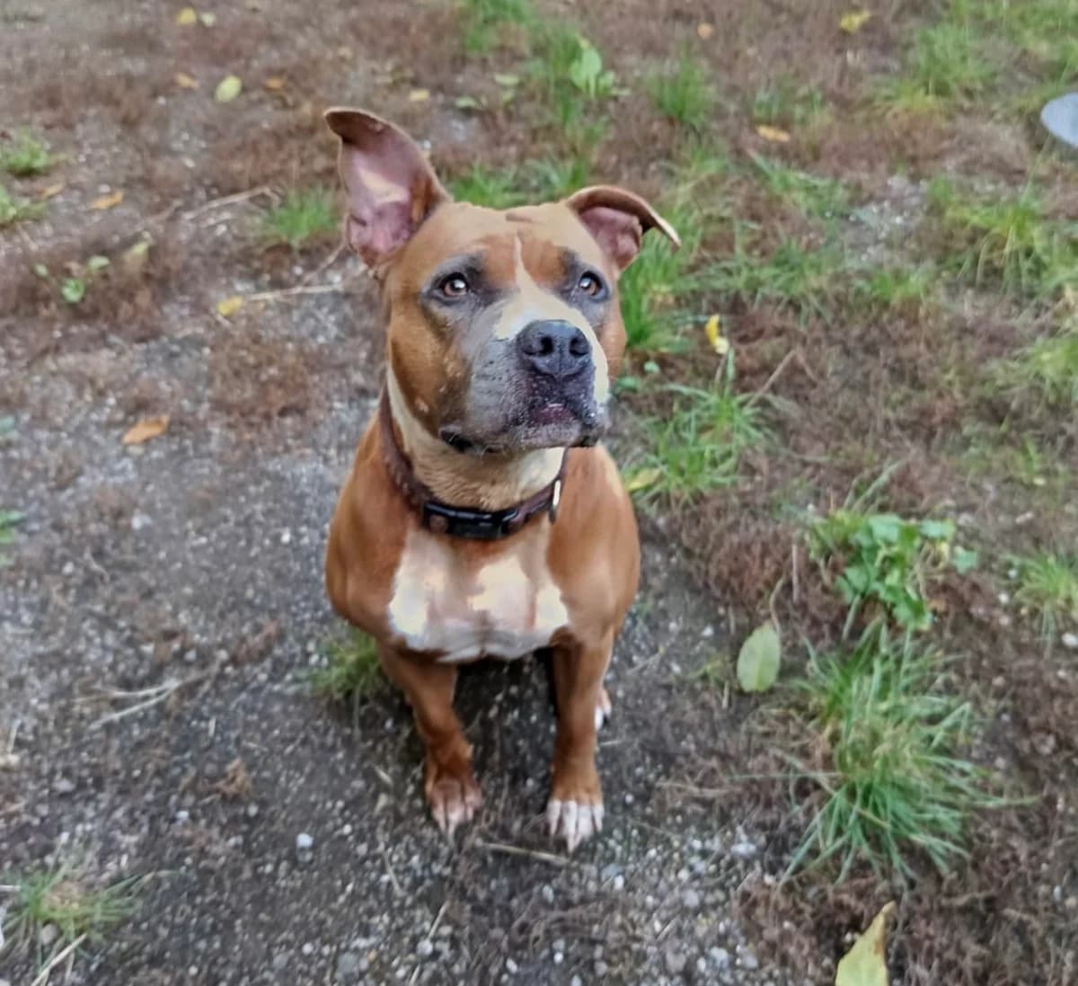 Roxy, Staffordshire Bull Terrier (Landestierschutzverein Steiermark)