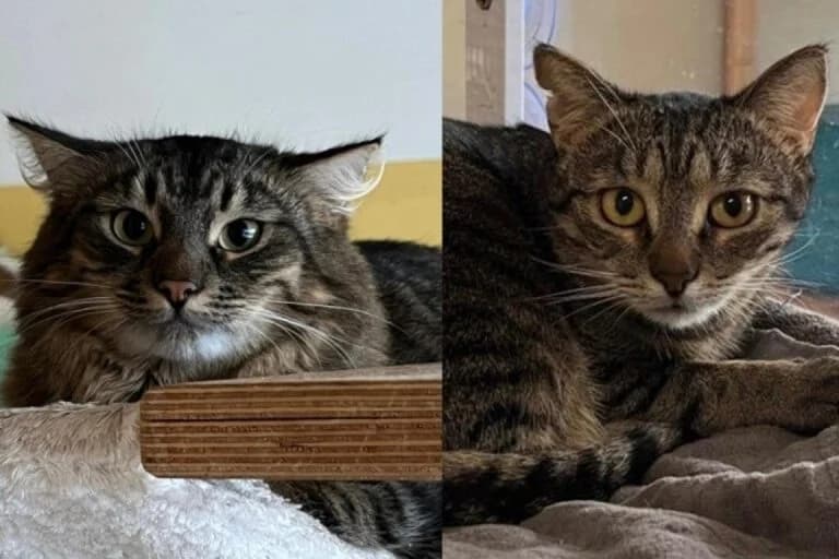 Heidi + Simon, Mixed Breed Cat (Wiener Tierschutzverein)