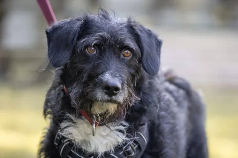 Homer, Mixed Breed (Wiener Tierschutzverein)