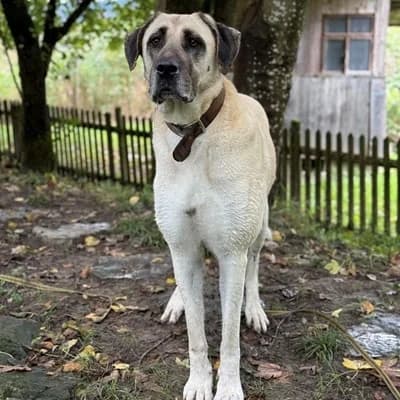Isra, female mixed breed for adoption at Vorarlberger Tierschutzheim