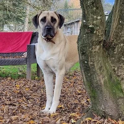Isra, cream female mixed breed for adoption at Tierheim Dornbirn, Dornbirn — photo 3 of 11