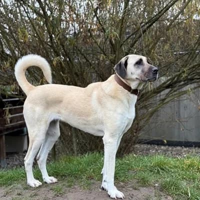 Isra, cream female mixed breed for adoption at Tierheim Dornbirn, Dornbirn — photo 4 of 11