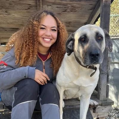 Isra, cream female mixed breed for adoption at Tierheim Dornbirn, Dornbirn — photo 5 of 11