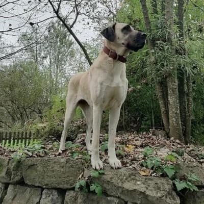 Isra, cream female mixed breed for adoption at Tierheim Dornbirn, Dornbirn — photo 6 of 11