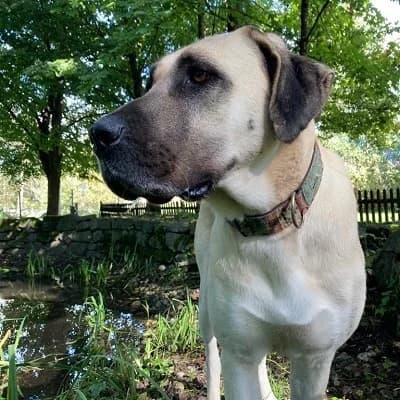 Isra, cream female mixed breed for adoption at Tierheim Dornbirn, Dornbirn — photo 7 of 11