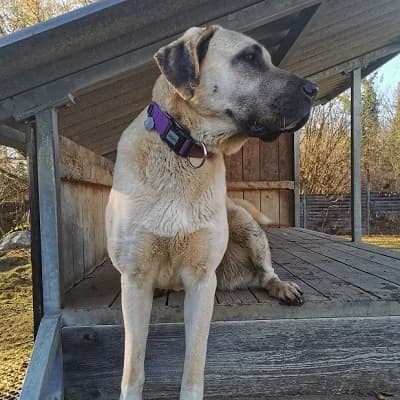 Isra, cream female mixed breed for adoption at Tierheim Dornbirn, Dornbirn — photo 8 of 11