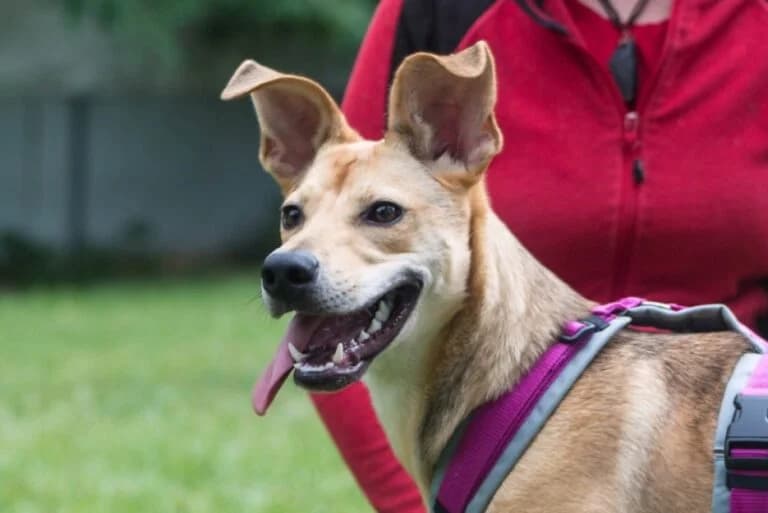 Izzy, Mixed Breed (Wiener Tierschutzverein)