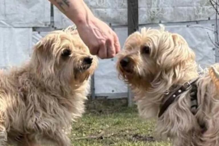 Jenny+Ronny, Yorkshire Terrier (Tierschutz Austria)
