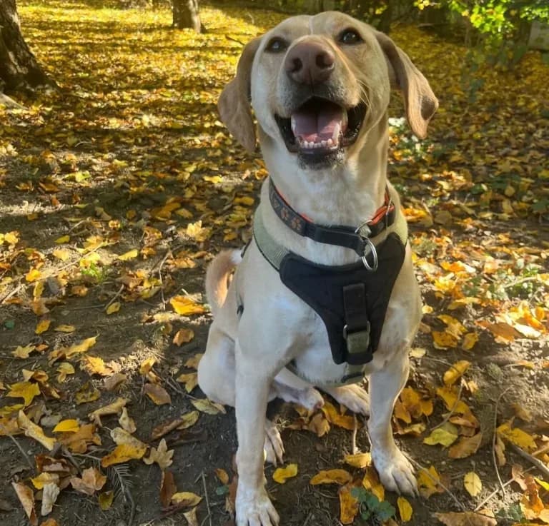 Jim Beam, male Mixed Breed for adoption at Tierheim Arche Noah, Graz