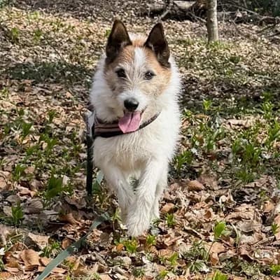 Kalle, male Mixed Breed for adoption at Vorarlberger Tierschutzheim