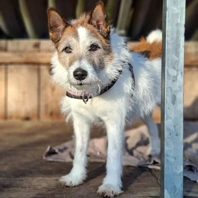 Kalle, white male Mixed Breed for adoption at Tierheim Dornbirn, Dornbirn — photo 2 of 16