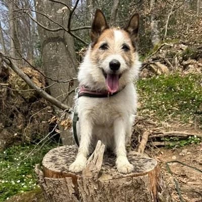 Kalle, white male Mixed Breed for adoption at Tierheim Dornbirn, Dornbirn — photo 3 of 16