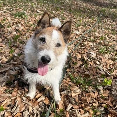 Kalle, white male Mixed Breed for adoption at Tierheim Dornbirn, Dornbirn — photo 4 of 16