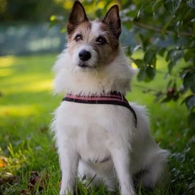 Kalle, white male Mixed Breed for adoption at Tierheim Dornbirn, Dornbirn — photo 5 of 16