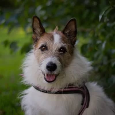 Kalle, white male Mixed Breed for adoption at Tierheim Dornbirn, Dornbirn — photo 6 of 16