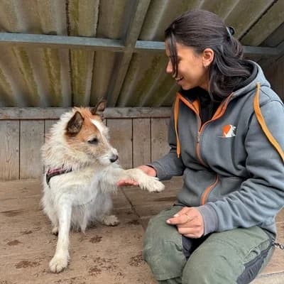 Kalle, white male Mixed Breed for adoption at Tierheim Dornbirn, Dornbirn — photo 7 of 16