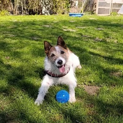 Kalle, white male Mixed Breed for adoption at Tierheim Dornbirn, Dornbirn — photo 8 of 16