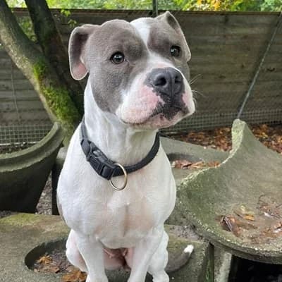 Kira, white female American Staffordshire Terrier for adoption at Tierheim Dornbirn, Dornbirn — photo 3 of 8