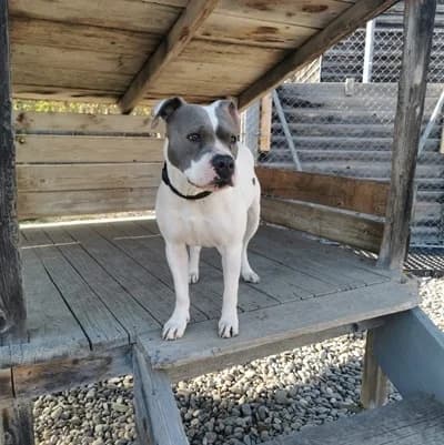 Kira, white female American Staffordshire Terrier for adoption at Tierheim Dornbirn, Dornbirn — photo 5 of 8