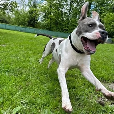 Kira, white female American Staffordshire Terrier for adoption at Tierheim Dornbirn, Dornbirn — photo 6 of 8