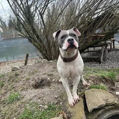 Kira, white female American Staffordshire Terrier for adoption at Tierheim Dornbirn, Dornbirn — photo 7 of 8